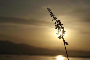 siluetas de plantas en contra el antecedentes de el puesta de sol en el lago foto