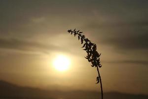 silhouettes of plants against the background of the sunset on the lake photo