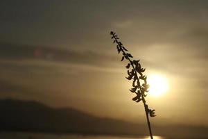 silhouettes of plants against the background of the sunset on the lake photo