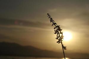 silhouettes of plants against the background of the sunset on the lake photo