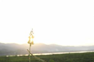 siluetas de plantas en contra el antecedentes de el puesta de sol en el lago foto