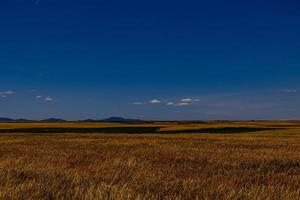 beautiful natural agricultural background wheat in the field warm summer before harvest photo