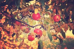 jugoso sabroso rojo manzanas en un otoño rama de manzana árbol en el calentar Dom foto