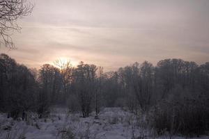 serene pastel winter morning with white snow and black trees and the sun piercing through the clouds in the sky photo