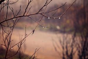 solitario sin hojas árbol ramas con gotas de agua después un noviembre frío lluvia foto