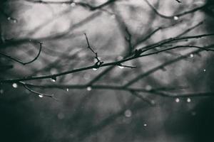 solitario sin hojas árbol ramas con gotas de agua después un noviembre frío lluvia foto