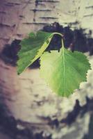 green birch leaf against the background of a tree trunk in close-up photo
