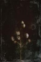original exotic autumn tree seeds on a dark background photo