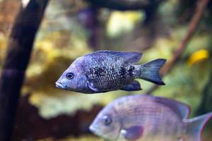 pequeño pescado animal nadando en el acuario de el zoo de zaragoza en España en un oscuro antecedentes foto