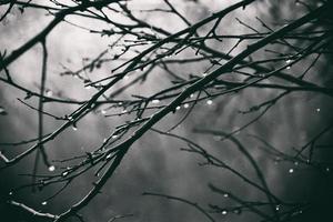 lonely leafless tree branches with drops of water after a November cold rain photo