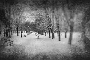 sad winter white-black landscape with trees in the snow in January photo