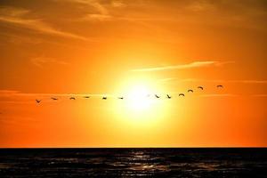 landscape with the setting sun at the Baltic Sea and the key of swans flying in the spring photo