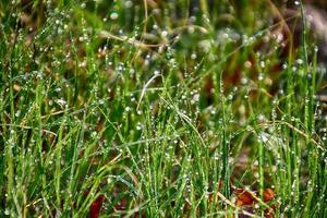 spring background with young grass blades in drops of morning dew in the warm sun photo