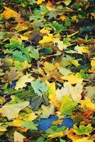 antecedentes con otoño de colores arce hojas foto