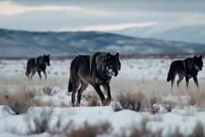 group of wolves in winter snow photo