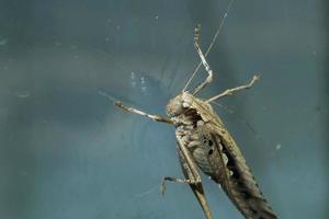 the grasshopper landed on the window glass photo