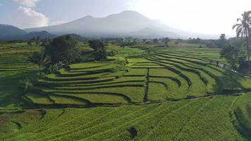 lindo manhã Visão Indonésia. panorama panorama arroz Campos com beleza cor e céu natural luz video