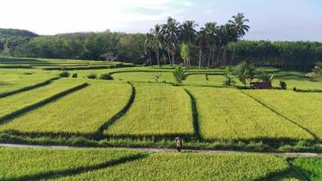 magnifique Matin vue Indonésie. panorama paysage paddy des champs avec beauté Couleur et ciel Naturel lumière video