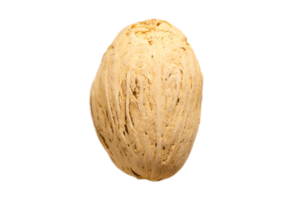 Beige dried seed isolated on a transparent background png