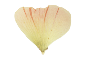 Yellow flower leaf isolated on a transparent background png