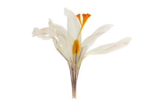 White flower isolated on a transparent background png