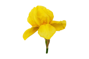 Yellow flower isolated on a transparent background png