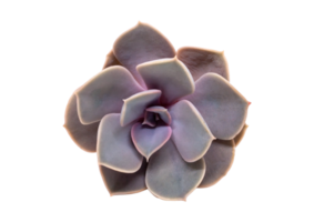 Succulent flower isolated on a transparent background png