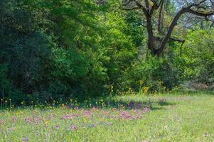 The vibrant blooms of Phlox and Texas groundsel growing in a meadow. photo