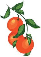 High quality vector image. Branch of Sicilian oranges with leaves.