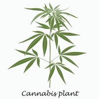 simplicidad planta de cannabis dibujo a mano alzada diseño plano. vector