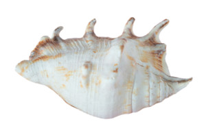 Seashell decoration isolated on a transparent background png