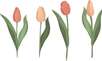 Tulips. Pastel pink color. Spring. Flowers. High quality vector illustration.