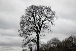 Big black leafless tree silhouette against white sky background with clouds and other tree tops photo