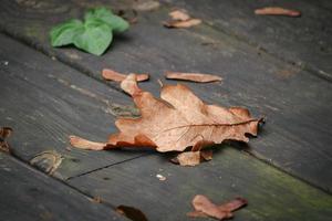 Brown dry oak leaf curled lying on wooden plank floor ground on a in autumn photo
