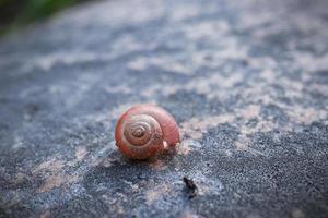 Brown little snail shell covered with sand pieces on textured rock in sunlight with copy space behind photo