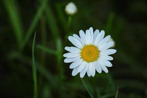 Camomile flower with narrow petals and big yellow textured center in the grass carper on dark natural blurred background photo