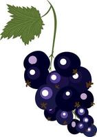 High quality vector illustration. A bunch of blackcurrant with a leaf. Blackberry.