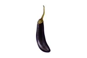 aubergine geïsoleerd Aan een transparant achtergrond png