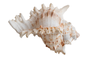 Beige seashell isolated on a transparent background png