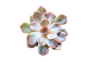 succulento fiore isolato su un' trasparente sfondo png