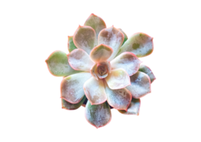 Succulent flower isolated on a transparent background png