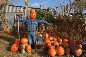 Scarecrow with pumpkins. Halloween decorations photo