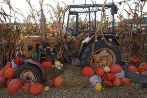 Tractor in wheat field with pumpkins. photo