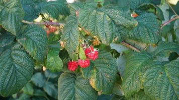 Growing raspberries. Raspberry growing on the bushes. Green leaves, ripe raspberries. photo