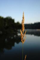 Wheat grains at the lake's background photo