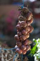 String of onion bulbs photo