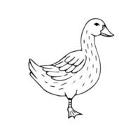 Vector black hand drawn domestic duck