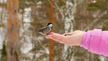 Titmouse bird in women's hand eat seeds, winter, slow motion video