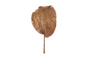 séché feuilles isolé sur une transparent Contexte png