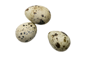 Three quail eggs isolated on a transparent background png